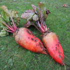 Monro, Fodder Beet