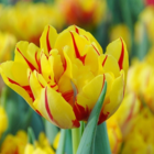 Monsella Tulip Bulbs