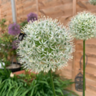 Mount Everest Allium