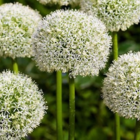 Mount Everest Allium Bulbs