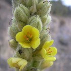 Mullein, Great (Verbascum thapsus) Plant