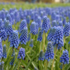 Blue Magic Muscari Bulbs