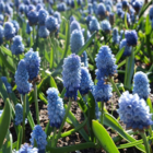 Azureum Muscari Bulbs