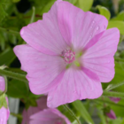 Mallow, Musk (Malva moschata) Seeds