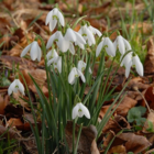 BS Single Snowdrop Bulbs 'In The Green' (Galanthus nivalis)