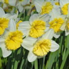 Ice Follies Narcissi Bulbs