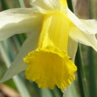 BS Wild Daffodil Bulbs 'In The Green' (Narcissus pseudonarcissus)