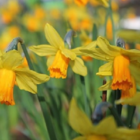 Jetfire Narcissi Bulbs