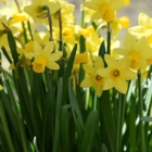 Tete a Tete Dwarf Daffodil Bulbs