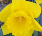 Carlton Daffodil Bulbs