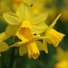 Tete a Tete Dwarf Daffodil Bulbs