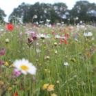 Native Enriched Wildflower Turf