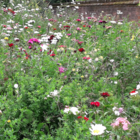 Native Enriched Wildflower Turf