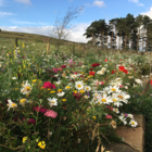 Native Enriched Wildflower Turf