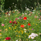 Native Enriched Wildflower Turf