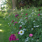 Native Enriched Wildflower Turf