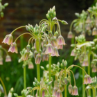 Nectaroscordum Allium Bulbs