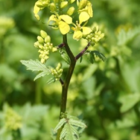 White Mustard Seed (Sinapsis alba)