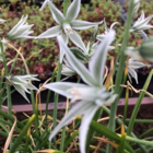 BS Nodding Star of Bethlehem Bulbs (Ornithogalum nutans)