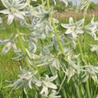 BS Nodding Star of Bethlehem Bulbs (Ornithogalum nutans)