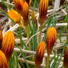 Orange Monarch Specie Crocus Bulbs