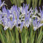 Reticulata Painted Lady Iris Bulbs