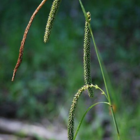 Sedge, Pendulous (Carex pendula) Plant