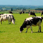 Permanent Pasture without Clover