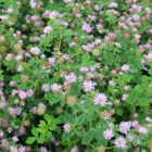 Persian Clover Seed (Trifolium resupinatum)