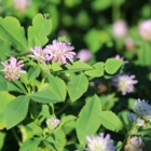 Persian Clover Seed (Trifolium resupinatum)