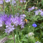 Phacelia Seed (Phacelia tanacetifolia)