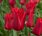 Pieter de Leur Tulip Bulbs