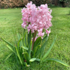 Fondant Hyacinth Bulbs