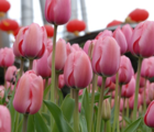 Pink Impression Tulip Bulbs