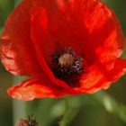 Poppy, Common (Papaver rhoeas) Plants