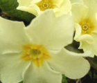 Primrose, Wild (Primula vulgaris) Plant
