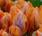 Princess Irene Tulip Bulbs