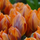 Princess Irene Tulip Bulbs