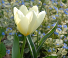 Purissima White Emperor Tulip Bulbs