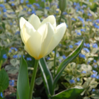 Purissima White Emperor Tulip Bulbs