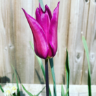 Purple Dream Tulip Bulbs