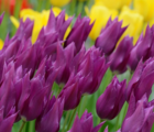 Purple Dream Tulip Bulbs