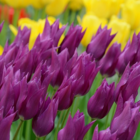 Purple Dream Tulip Bulbs