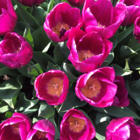 Purple Prince Tulip Bulbs