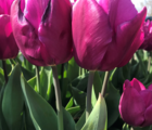 Purple Prince Tulip Bulbs