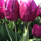 Purple Prince Tulip Bulbs