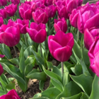 Purple Prince Tulip Bulbs