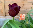 Queen of Night Tulip Bulbs