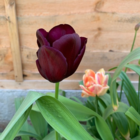 Queen of Night Tulip Bulbs