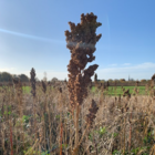 Quinoa Seed